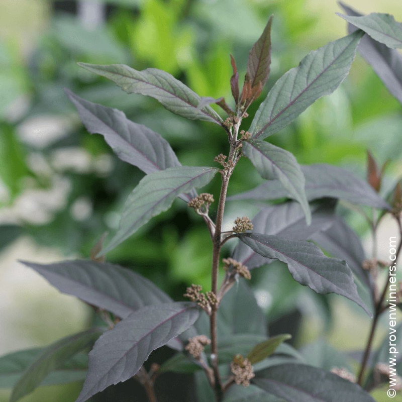 Callicarpa, Arbuste aux bonbons Pearl Glam® - SILENCE, ça pousse !