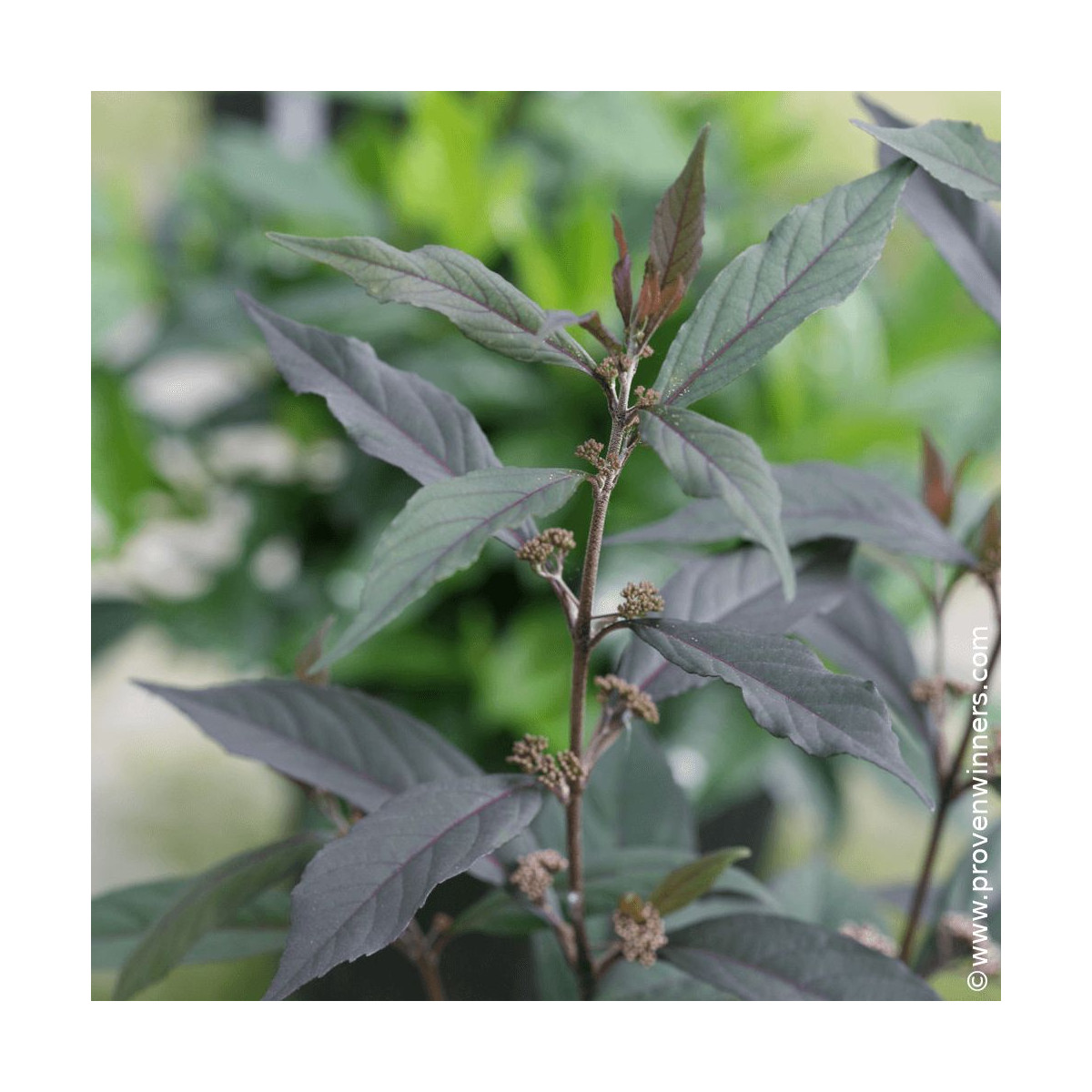 Callicarpa, Arbuste aux bonbons Pearl Glam® - SILENCE, ça pousse !