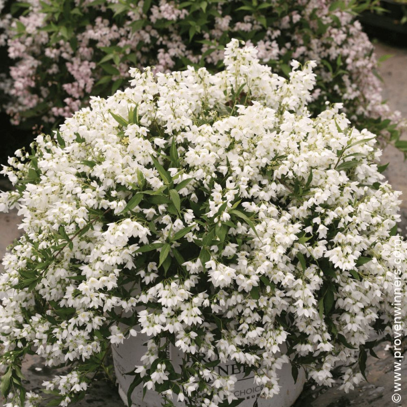Deutzie nain Yuki Snowflake® 'NCDX1' - SILENCE, ça pousse !, Deutzia