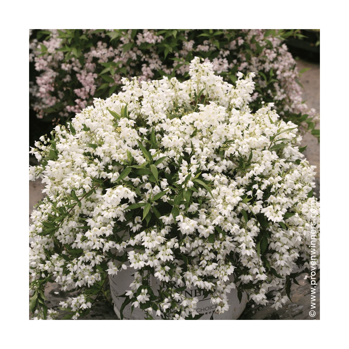 Deutzie nain Yuki Snowflake® 'NCDX1' - SILENCE, ça pousse !, Deutzia