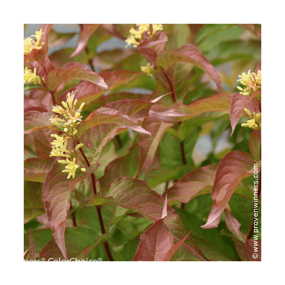 Diervilla Kodiak® Orange - SILENCE, ça pousse !, Diervillé