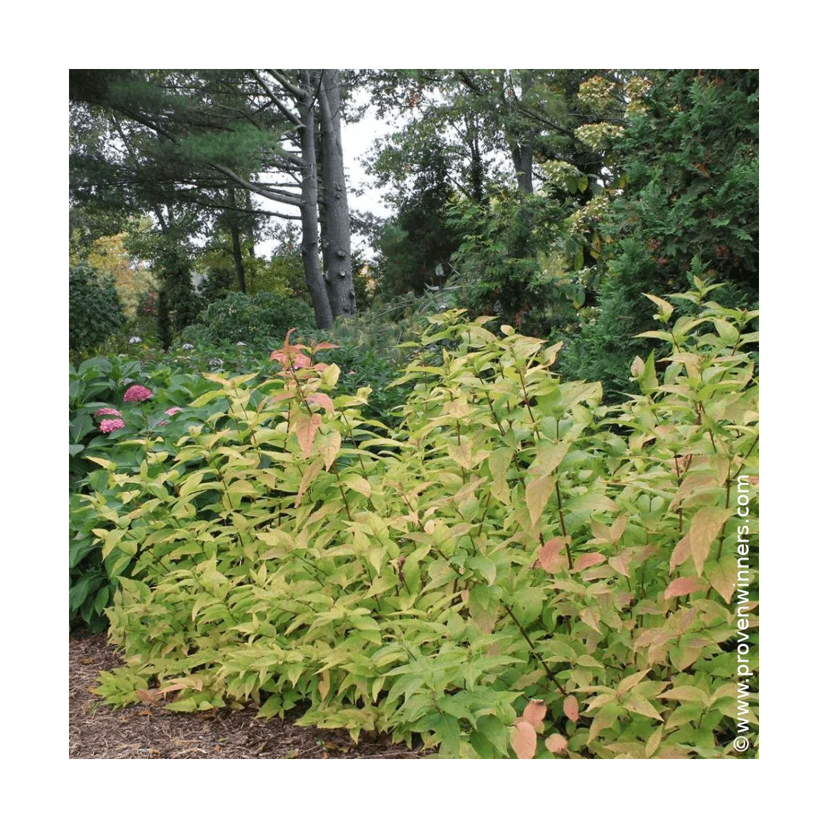 Diervilla Kodiak® Orange - SILENCE, ça pousse !, Diervillé