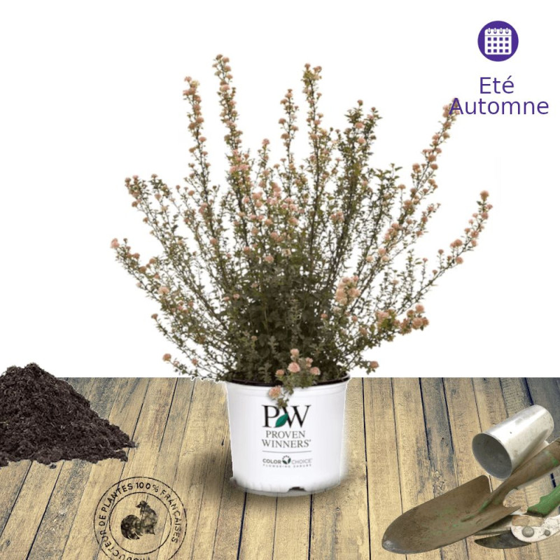 Physocarpus Tiny Wine® - SILENCE, ça pousse !, Physocarpe