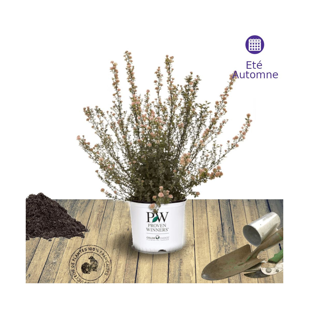 Physocarpus Tiny Wine® - SILENCE, ça pousse !, Physocarpe