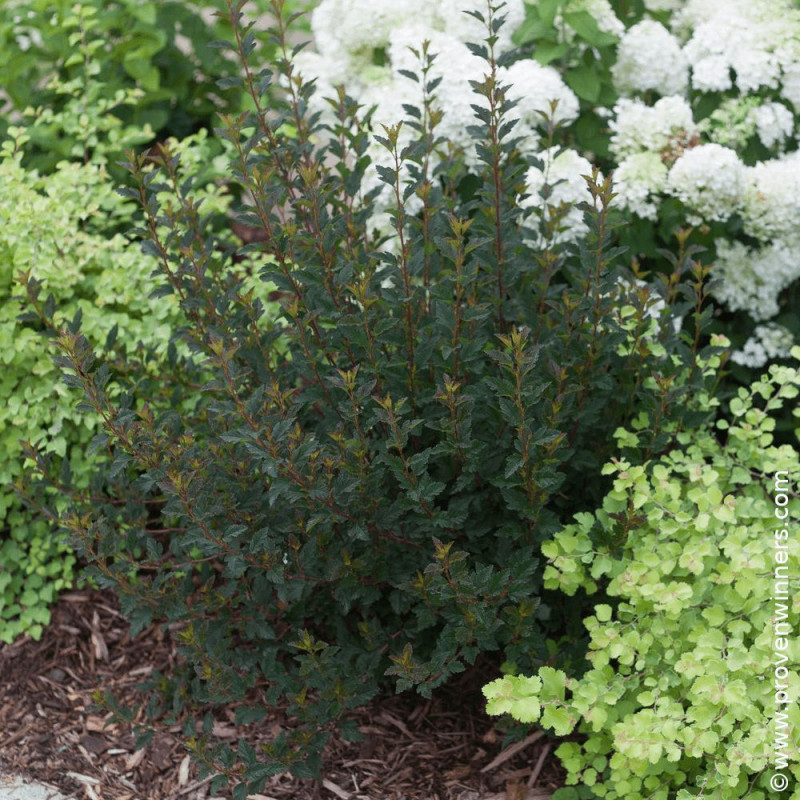 Physocarpus Tiny Wine® - SILENCE, ça pousse !, Physocarpe