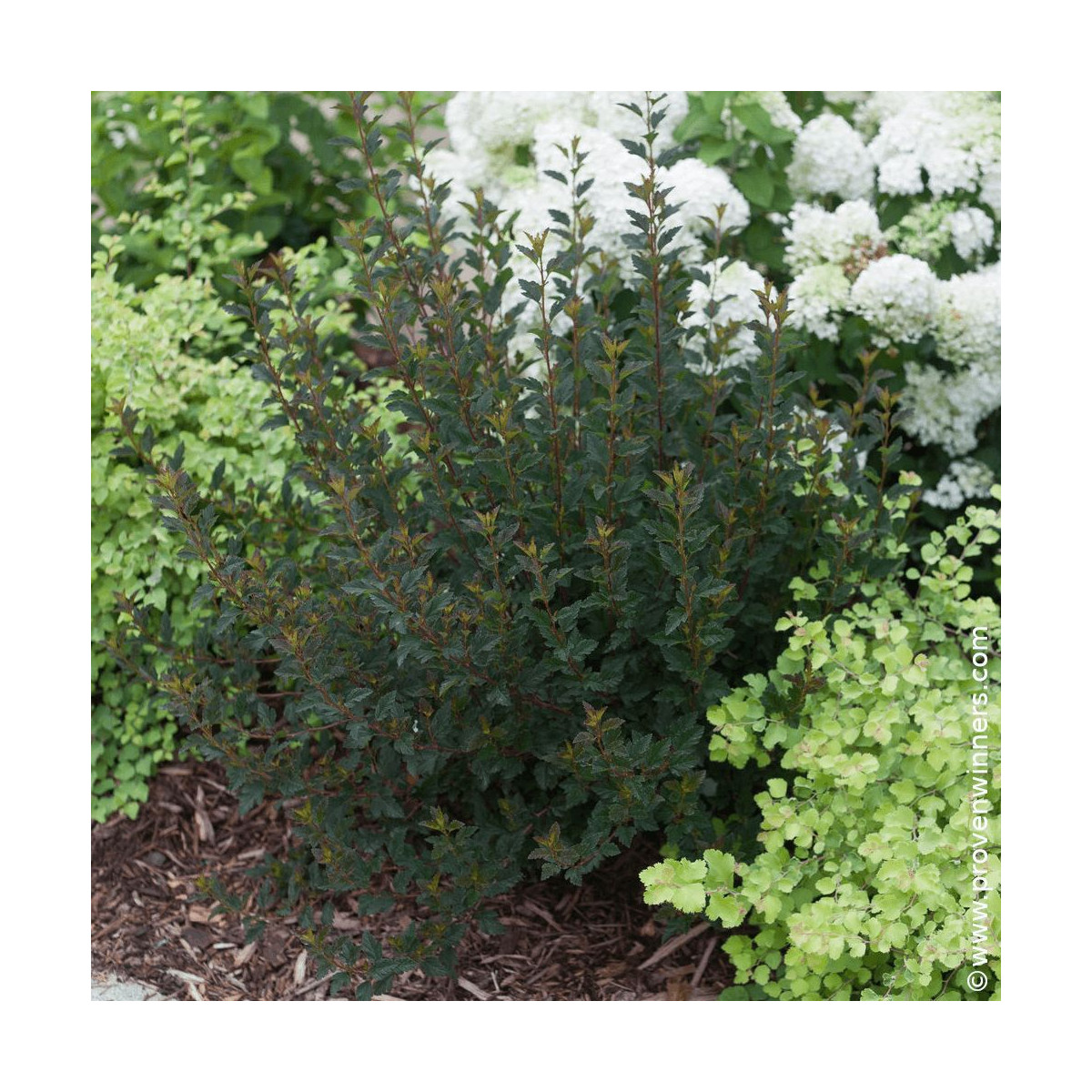 Physocarpus Tiny Wine® - SILENCE, ça pousse !, Physocarpe