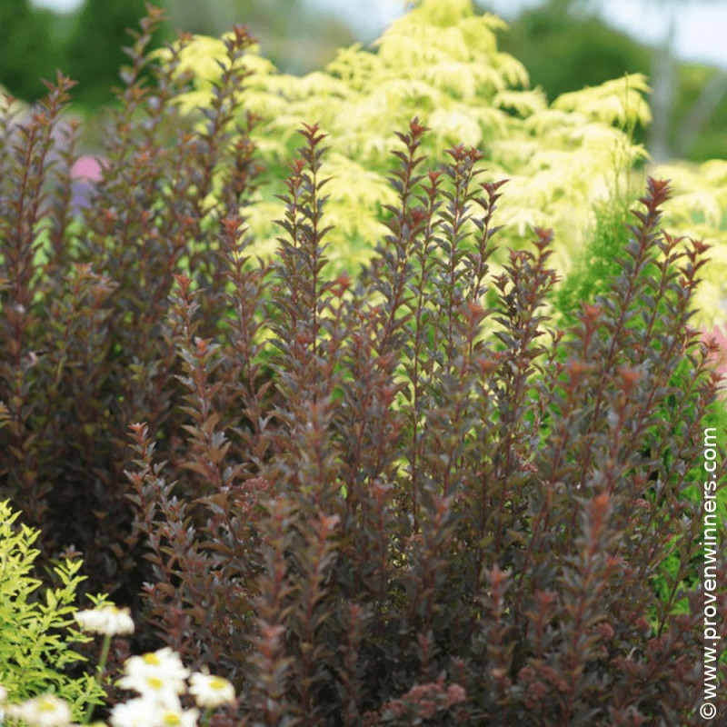 Physocarpus Tiny Wine® - SILENCE, ça pousse !, Physocarpe