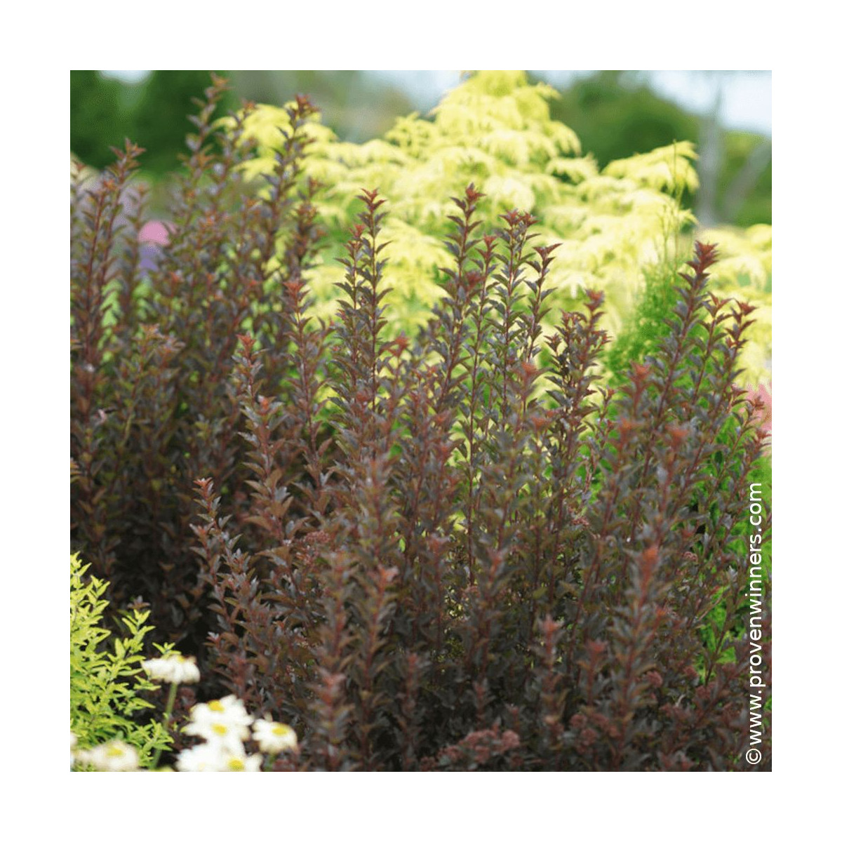 Physocarpus Tiny Wine® - SILENCE, ça pousse !, Physocarpe