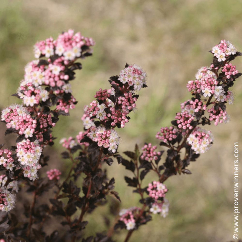 Physocarpus Tiny Wine® - SILENCE, ça pousse !, Physocarpe