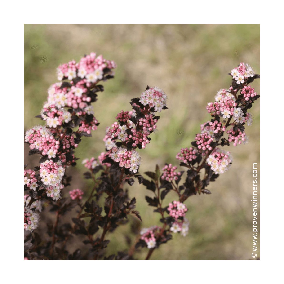 Physocarpus Tiny Wine® - SILENCE, ça pousse !, Physocarpe