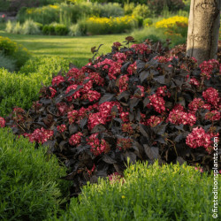 Hortensia macrophylla Eclipse® - SILENCE, ça pousse !