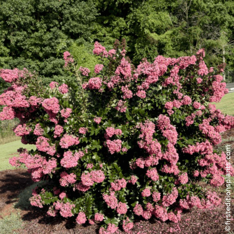 Lilas des indes Coral Magic - SILENCE, ça pousse !