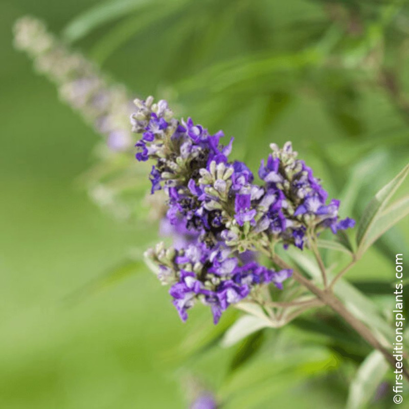Arbre au poivre Blue Puffball® - SILENCE, ça pousse !, Vitex, Gattilier
