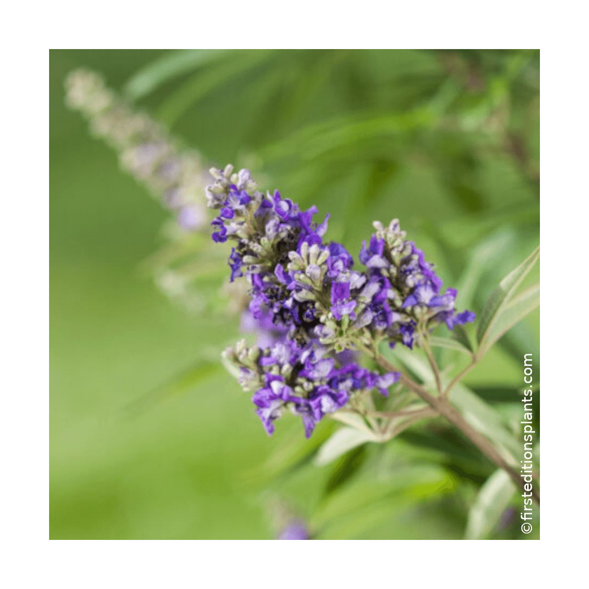Floraison estivale du Vitex Blue Puffball - Silence ça pousse Floraison estivale du Vitex Blue Puffball - Silence ça pousse