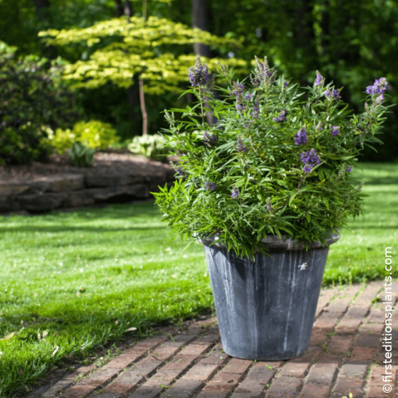 Gattilier nain Blue Puffball au feuillage vert aromatique