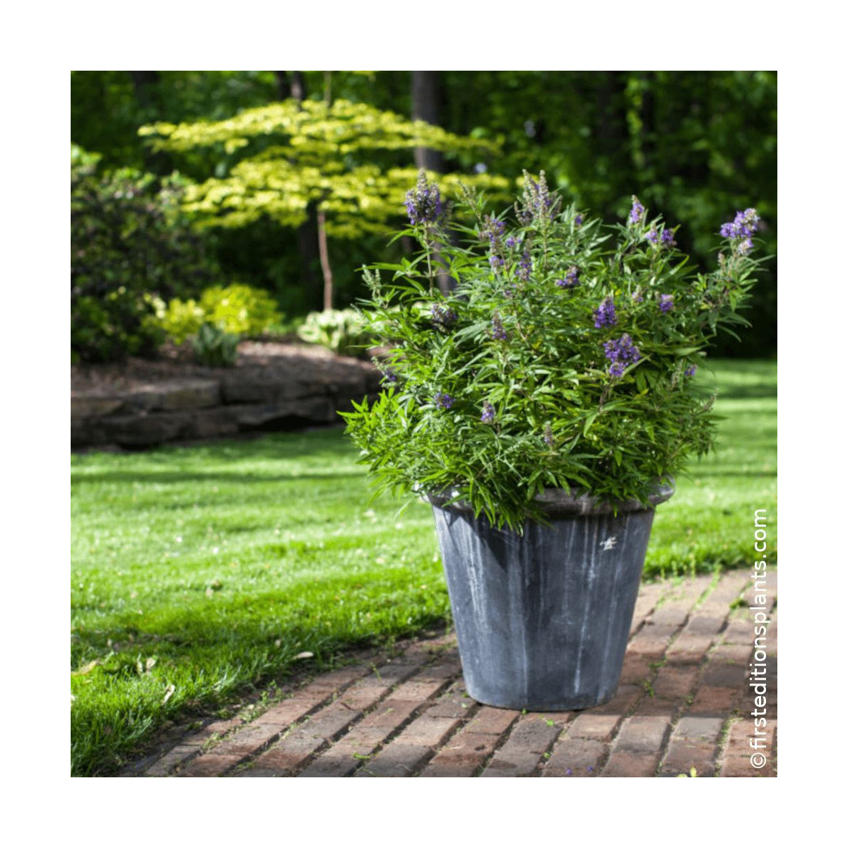 Gattilier nain Blue Puffball au feuillage vert aromatique Gattilier nain Blue Puffball au feuillage vert aromatique