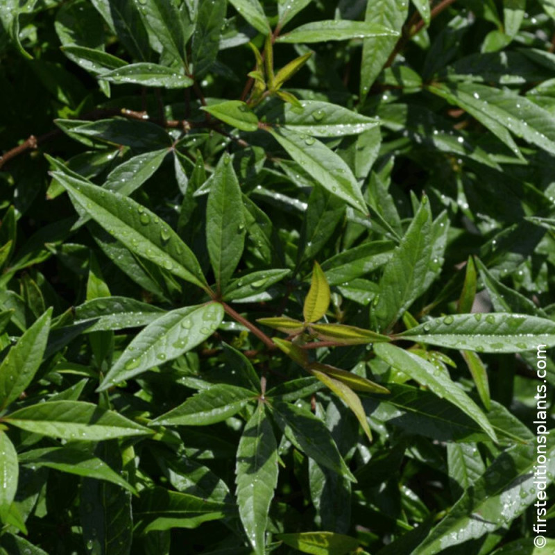 Arbre au poivre Blue Puffball® - SILENCE, ça pousse !, Vitex, Gattilier