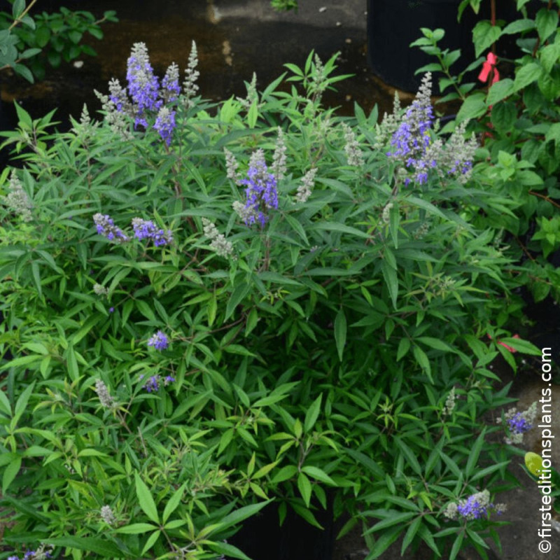 Arbre au poivre Blue Puffball® - SILENCE, ça pousse !, Vitex, Gattilier