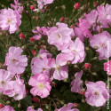 Rosier à fleurs groupées Lavander Dream® - SILENCE, ça pousse !