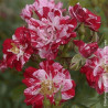 Rosier à fleurs groupées Little Hanabi® - SILENCE, ça pousse !