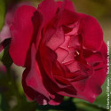 Rosier à fleurs groupées Miss Magenta® - SILENCE, ça pousse !