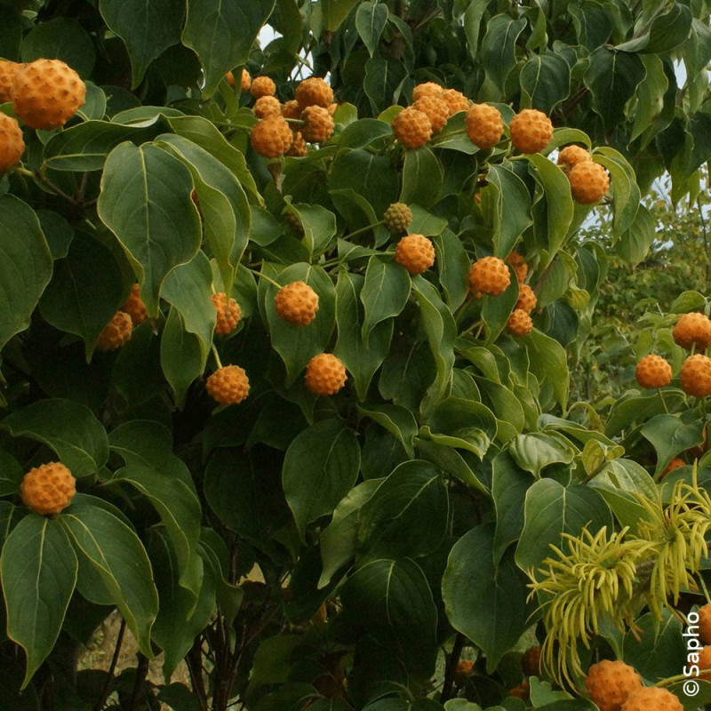 Cornouiller du Japon Mandarin Jewel® - SILENCE, ça pousse !, Cornus
