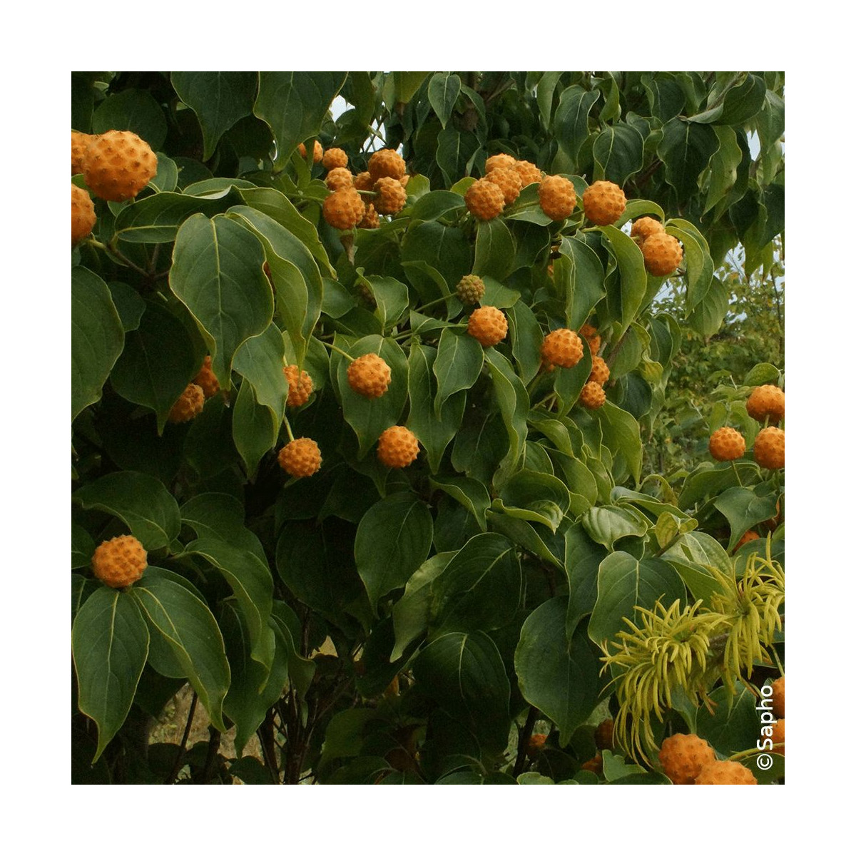 Cornouiller du Japon Mandarin Jewel® - SILENCE, ça pousse !, Cornus