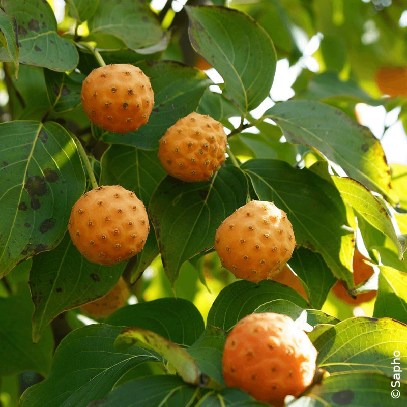 Cornouiller du Japon Mandarin Jewel® - SILENCE, ça pousse !, Cornus