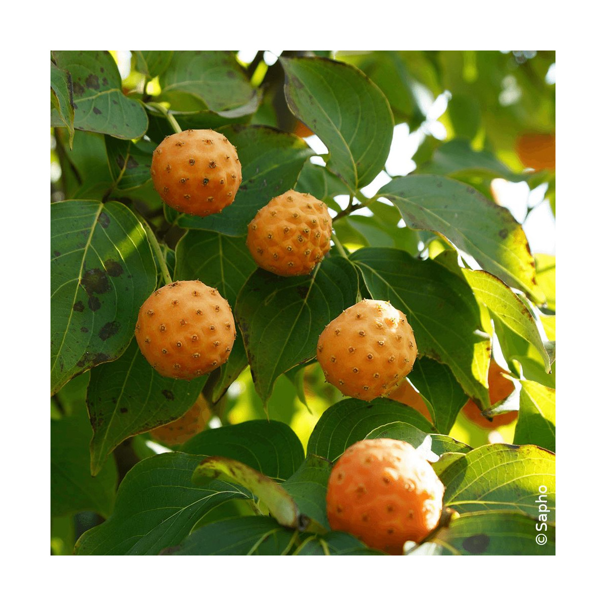 Cornouiller du Japon Mandarin Jewel® - SILENCE, ça pousse !, Cornus
