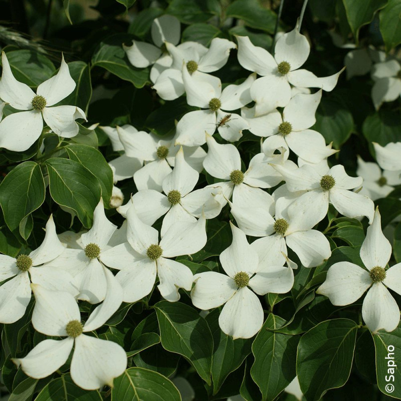 Cornouiller du Japon Mandarin Jewel® - SILENCE, ça pousse !, Cornus