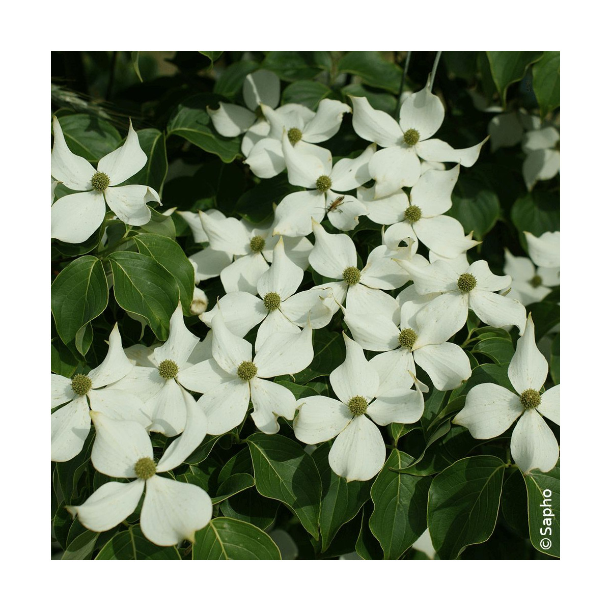 Cornouiller du Japon Mandarin Jewel® - SILENCE, ça pousse !, Cornus