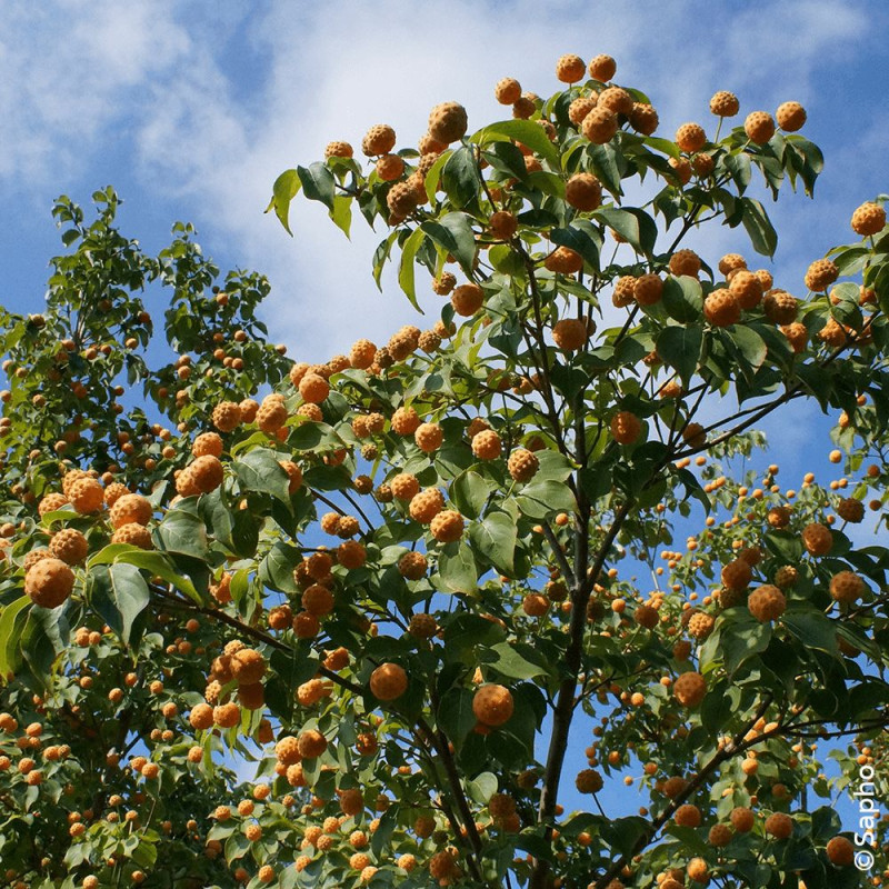 Cornouiller du Japon Mandarin Jewel® - SILENCE, ça pousse !, Cornus