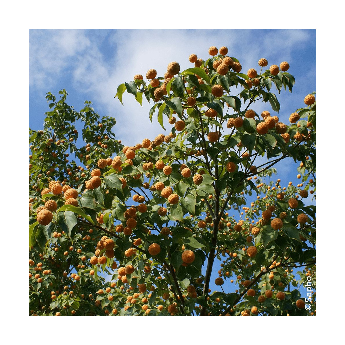 Cornouiller du Japon Mandarin Jewel® - SILENCE, ça pousse !, Cornus