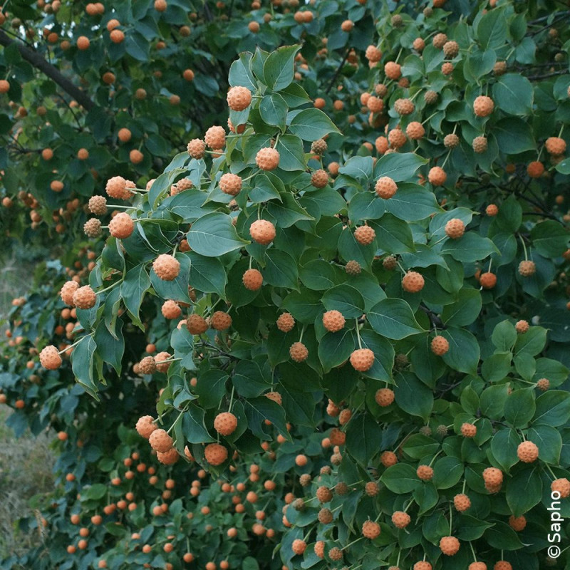 Cornouiller du Japon Mandarin Jewel® - SILENCE, ça pousse !, Cornus