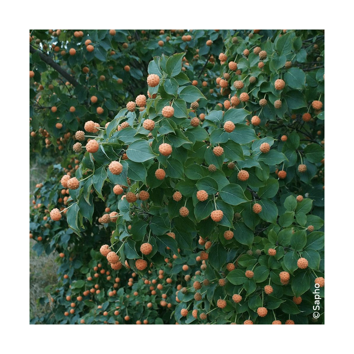 Cornouiller du Japon Mandarin Jewel® - SILENCE, ça pousse !, Cornus