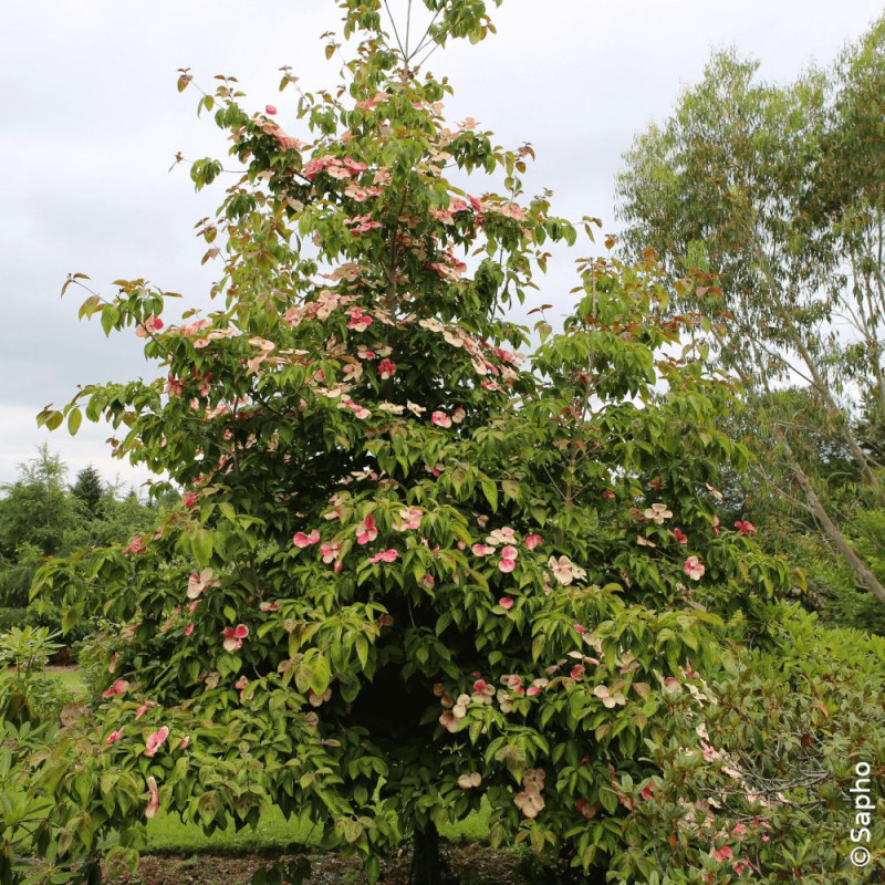 Cornouiller du Japon Soleil Rouge - SILENCE, ça pousse !, Cornus