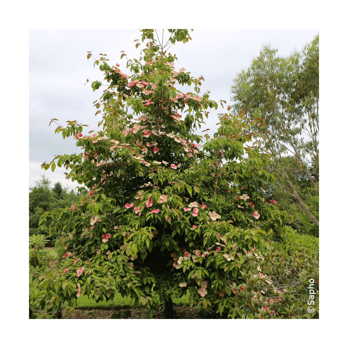 Cornouiller du Japon Soleil Rouge - SILENCE, ça pousse !, Cornus