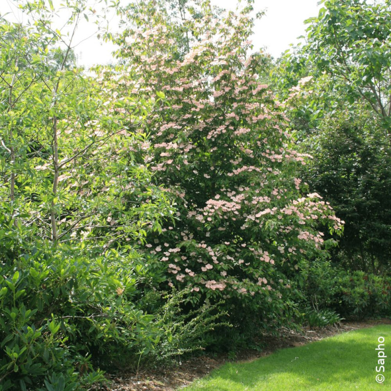 Cornouiller du Japon Soleil Rouge - SILENCE, ça pousse !, Cornus