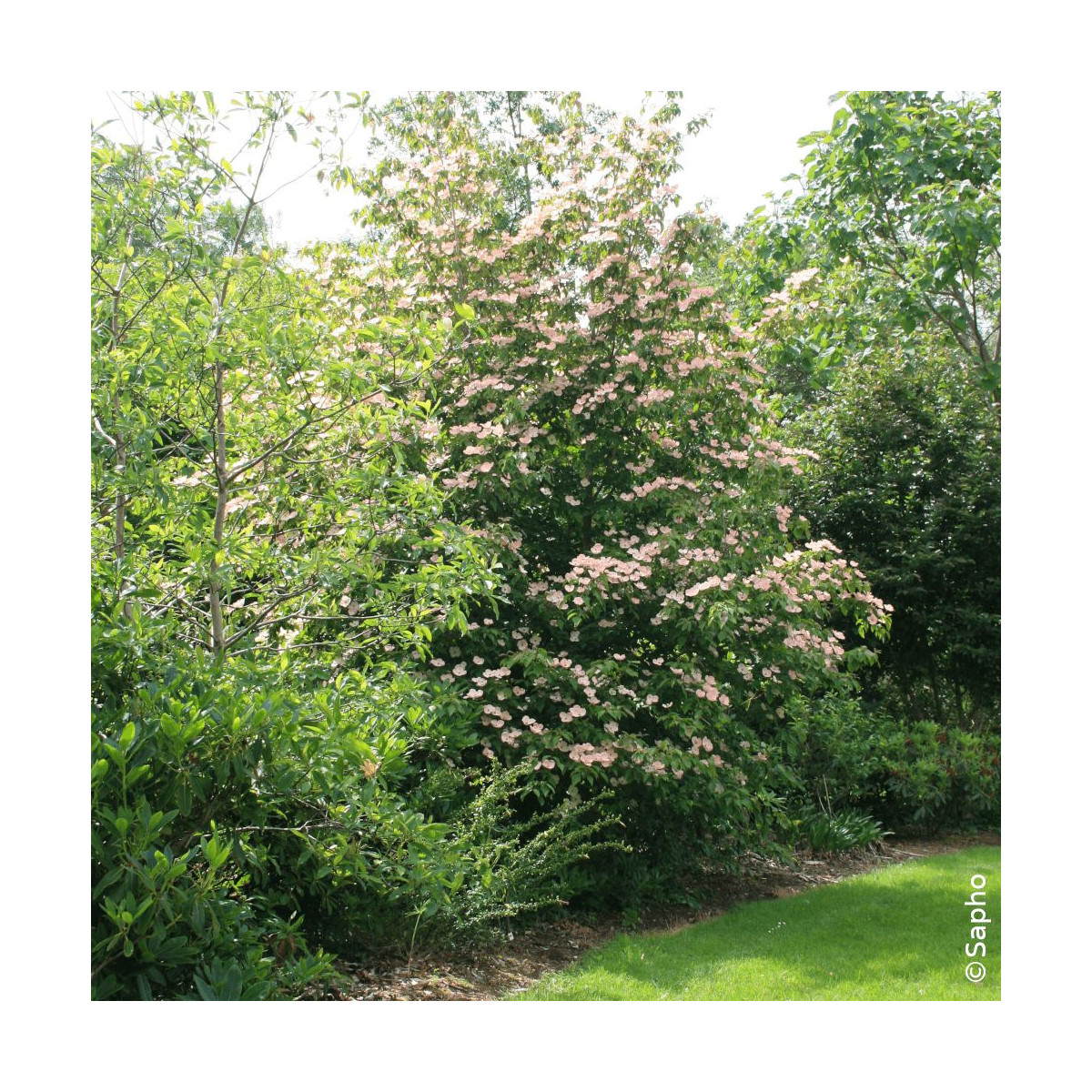 Cornouiller du Japon Soleil Rouge - SILENCE, ça pousse !, Cornus