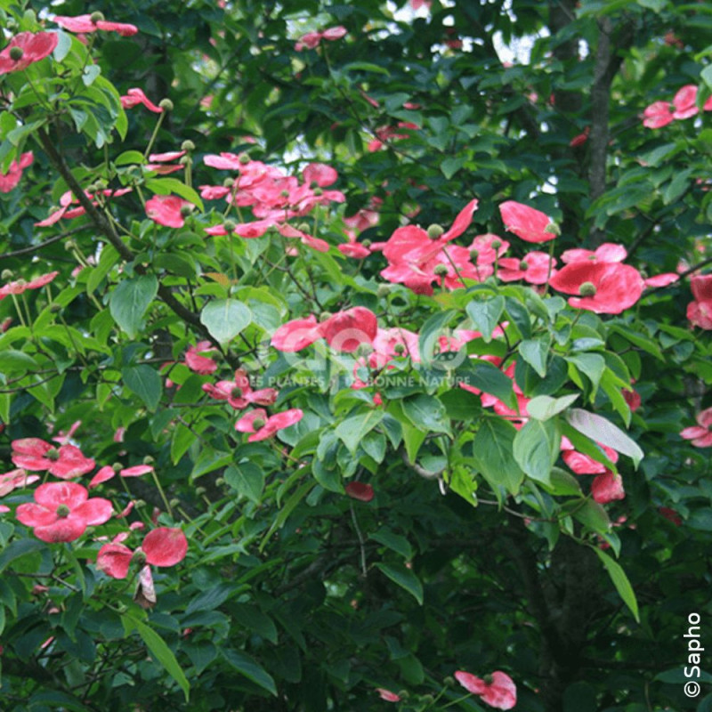 Cornouiller du Japon Soleil Rouge - SILENCE, ça pousse !, Cornus