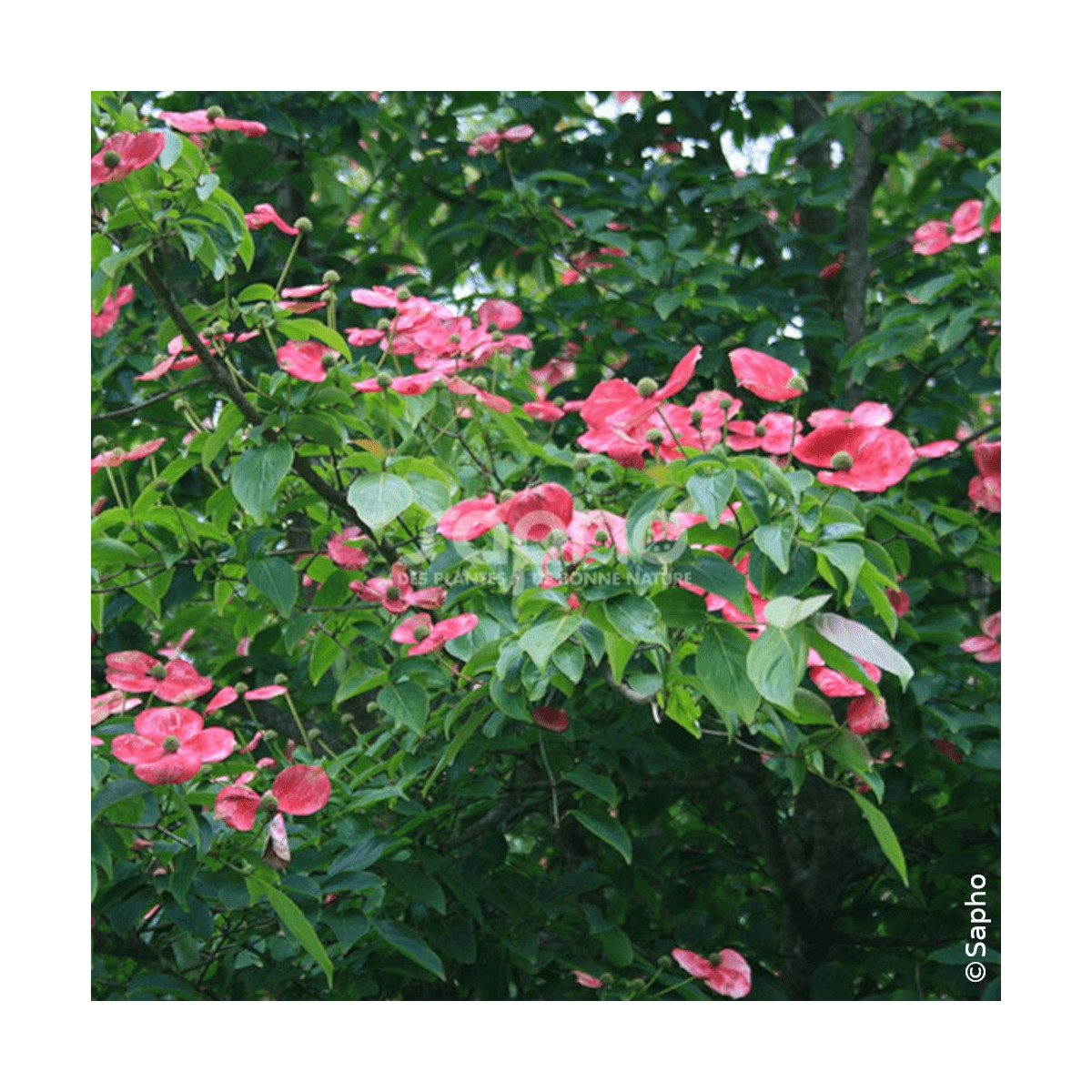 Cornouiller du Japon Soleil Rouge - SILENCE, ça pousse !, Cornus