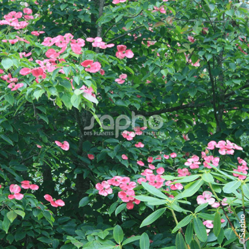 Cornouiller du Japon Soleil Rouge - SILENCE, ça pousse !, Cornus