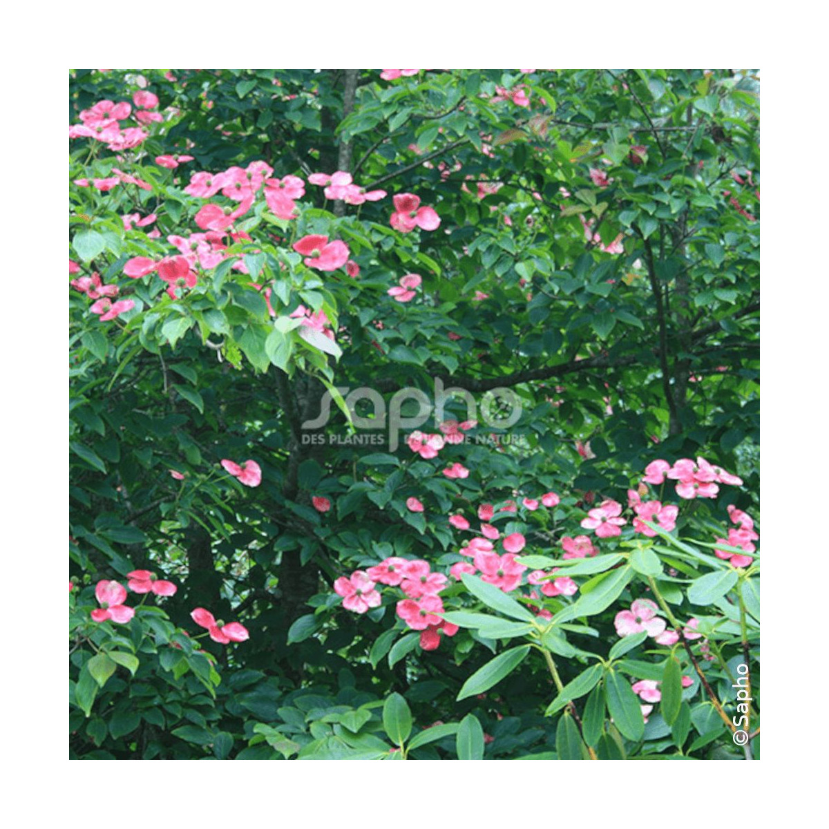 Cornouiller du Japon Soleil Rouge - SILENCE, ça pousse !, Cornus