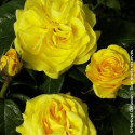 Rosier à fleurs groupées Noces d'Or® - SILENCE, ça pousse !