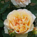 Rosier à fleurs groupées Oriental Kisses® - SILENCE, ça pousse !