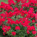 Rosier à fleurs groupées Pink Flash® - SILENCE, ça pousse !