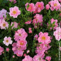 Rosier à fleurs groupées Pink Pin's® - SILENCE, ça pousse !