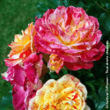 Rosier à fleurs groupées Punch® - SILENCE, ça pousse !