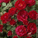 Rosier à fleurs groupées Ruby Pin's® - SILENCE, ça pousse !