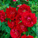 Rosier à fleurs groupées Ruby Ruby® - SILENCE, ça pousse !